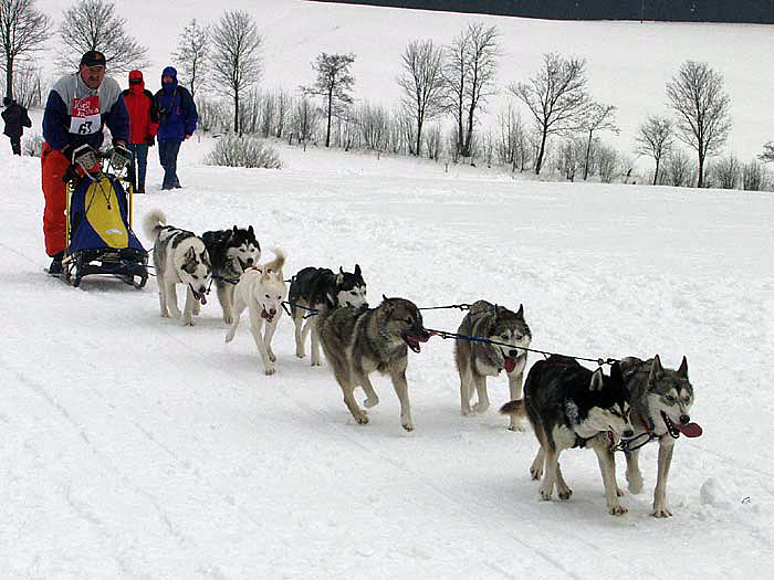 2003 schlittenhunde014.jpg